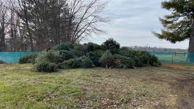 image Snowflakes, lights, and Christmas tree recycling with Champaign County Forest Preserve District