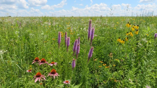 Camps, wildflowers, and new exhibits just a sampling of what is coming to local forest preserve