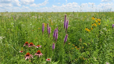 image Camps, wildflowers, and new exhibits just a sampling of what is coming to local forest preserve