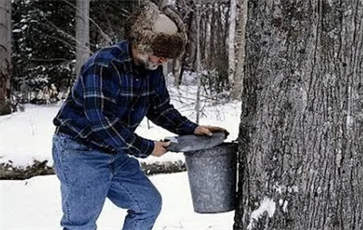 image Maple Sugar Days - Afternoon Edition