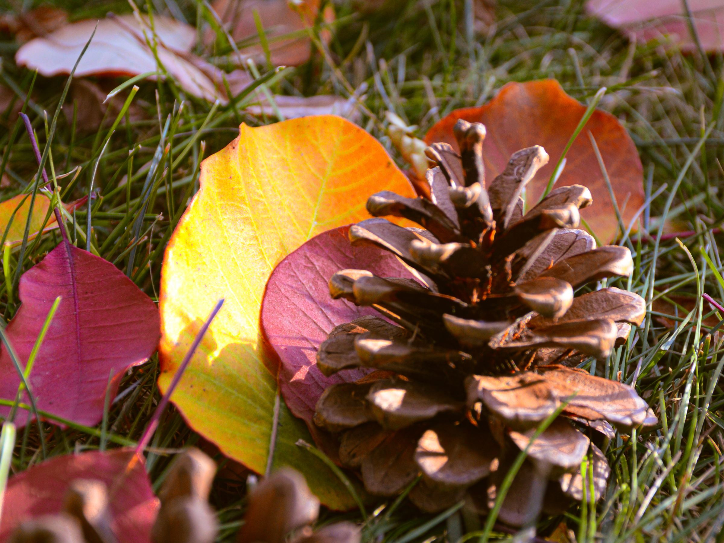 Winter Whimsy with Nature
