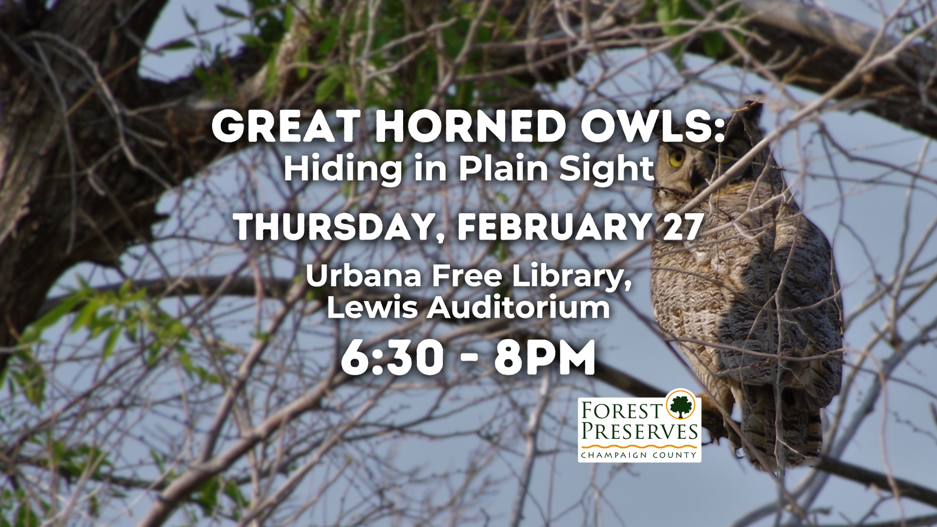 Great Horned Owls: Hiding in Plain Sight