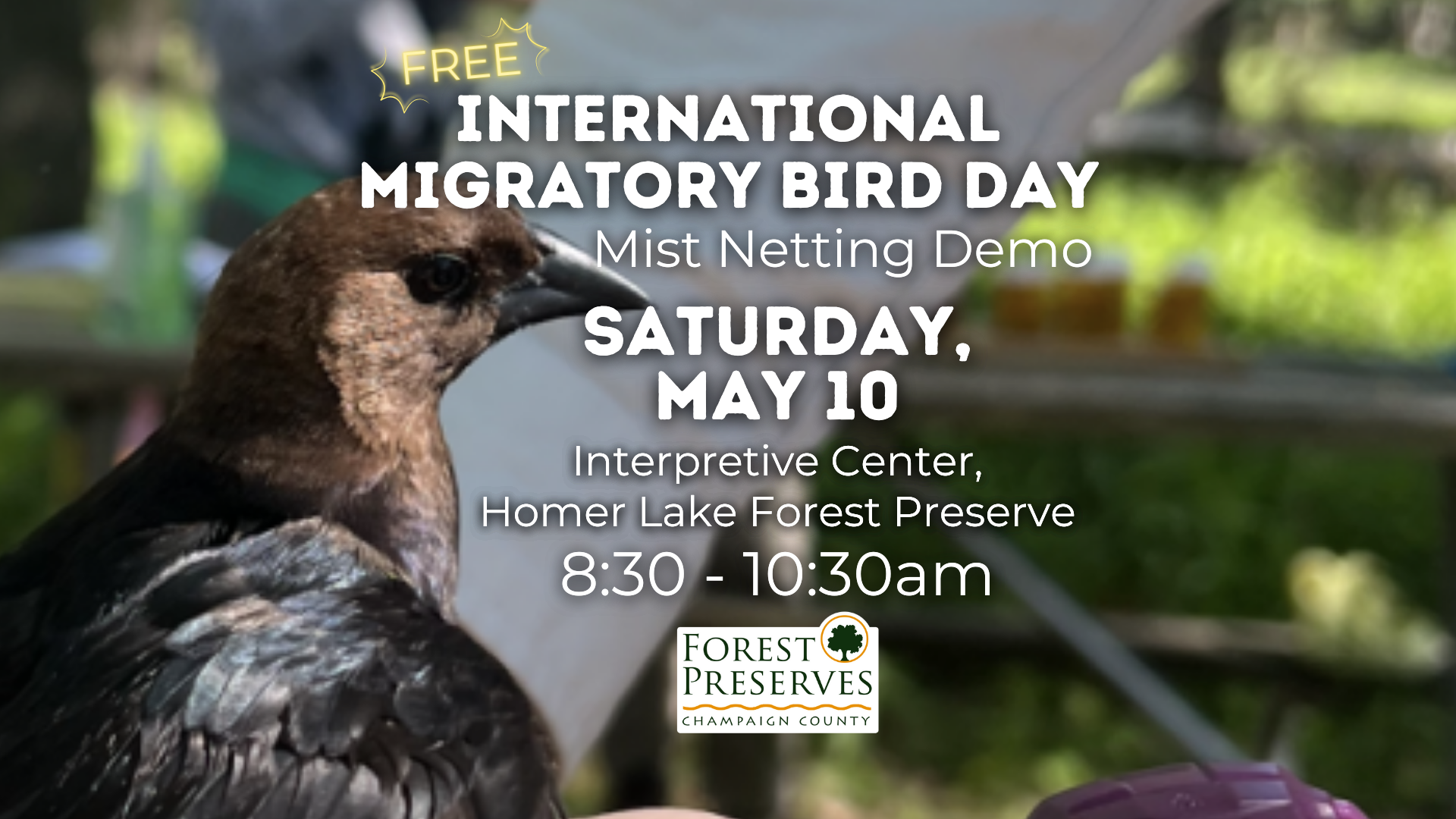 INTERNATIONAL MIGRATORY BIRD DAY- MIST NETTING DEMO