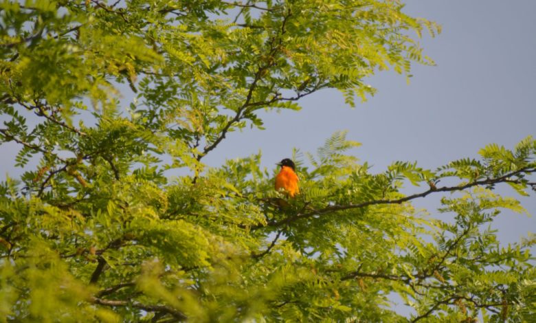 Funds for Champaign County Forest Preserve to Bridge Past With Future