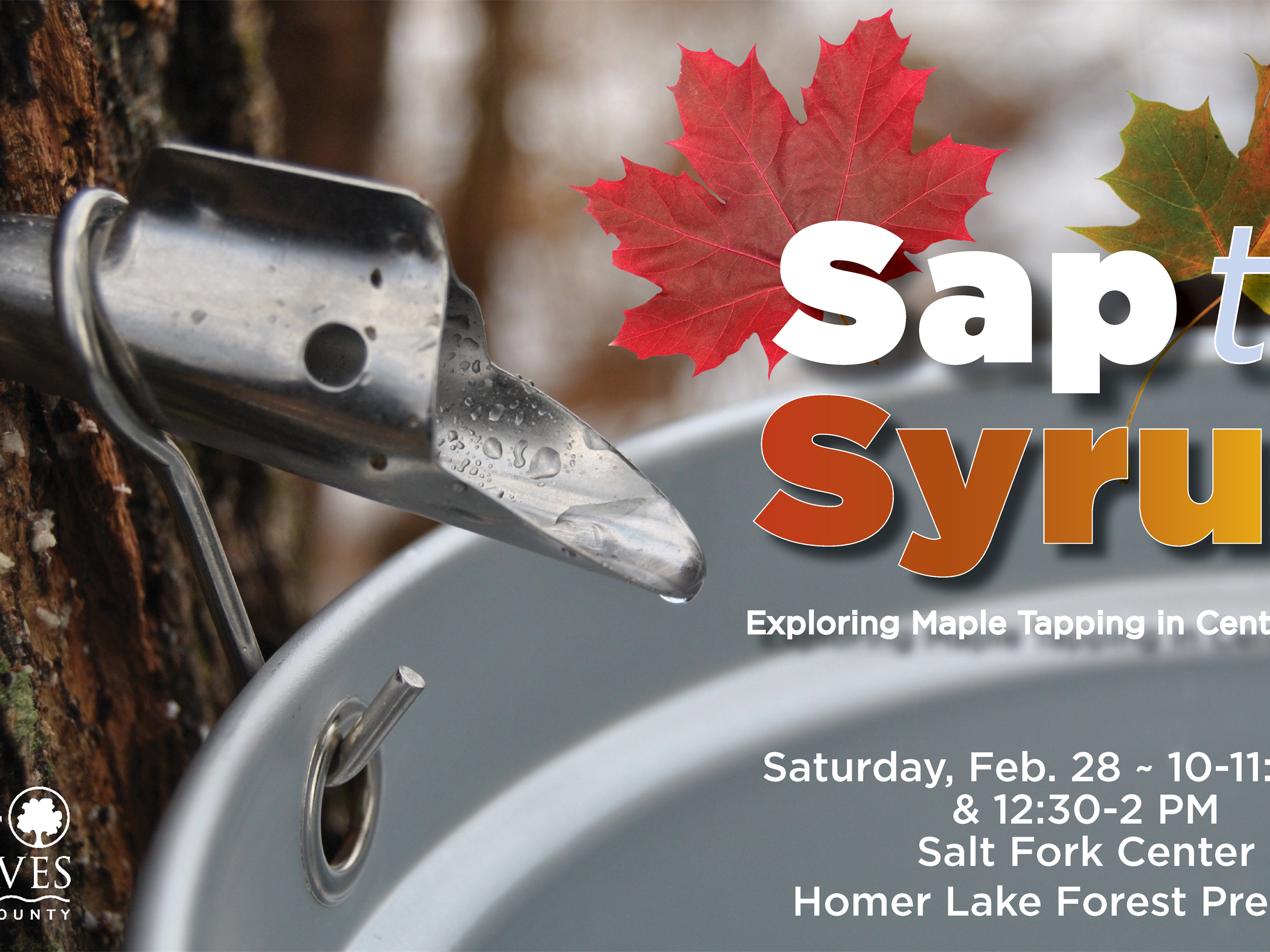 SAP TO SYRUP: EXPLORING MAPLE TAPPING IN CENTRAL ILLINOIS
