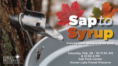 image SAP TO SYRUP: EXPLORING MAPLE TAPPING IN CENTRAL ILLINOIS