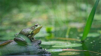 image EAST CENTRAL ILLINOIS FROGWATCH VOLUNTEER FIELD TRAINING