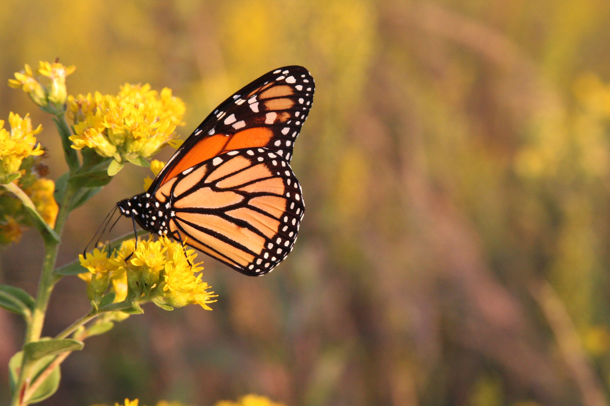 PHOTOS IN A FOREST: A PHOTOGRAPHY WORKSHOP