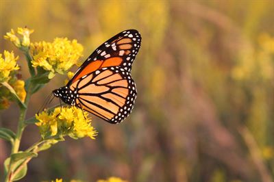 image PHOTOS IN A FOREST: A PHOTOGRAPHY WORKSHOP