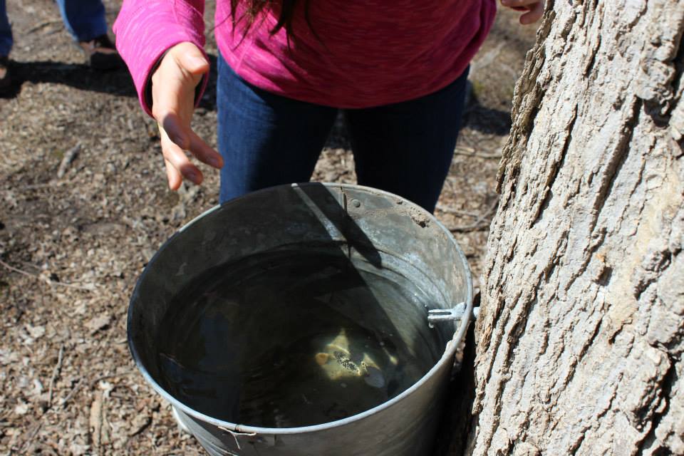 Sap to Syrup Exploring Maple Tapping in Central Illinois